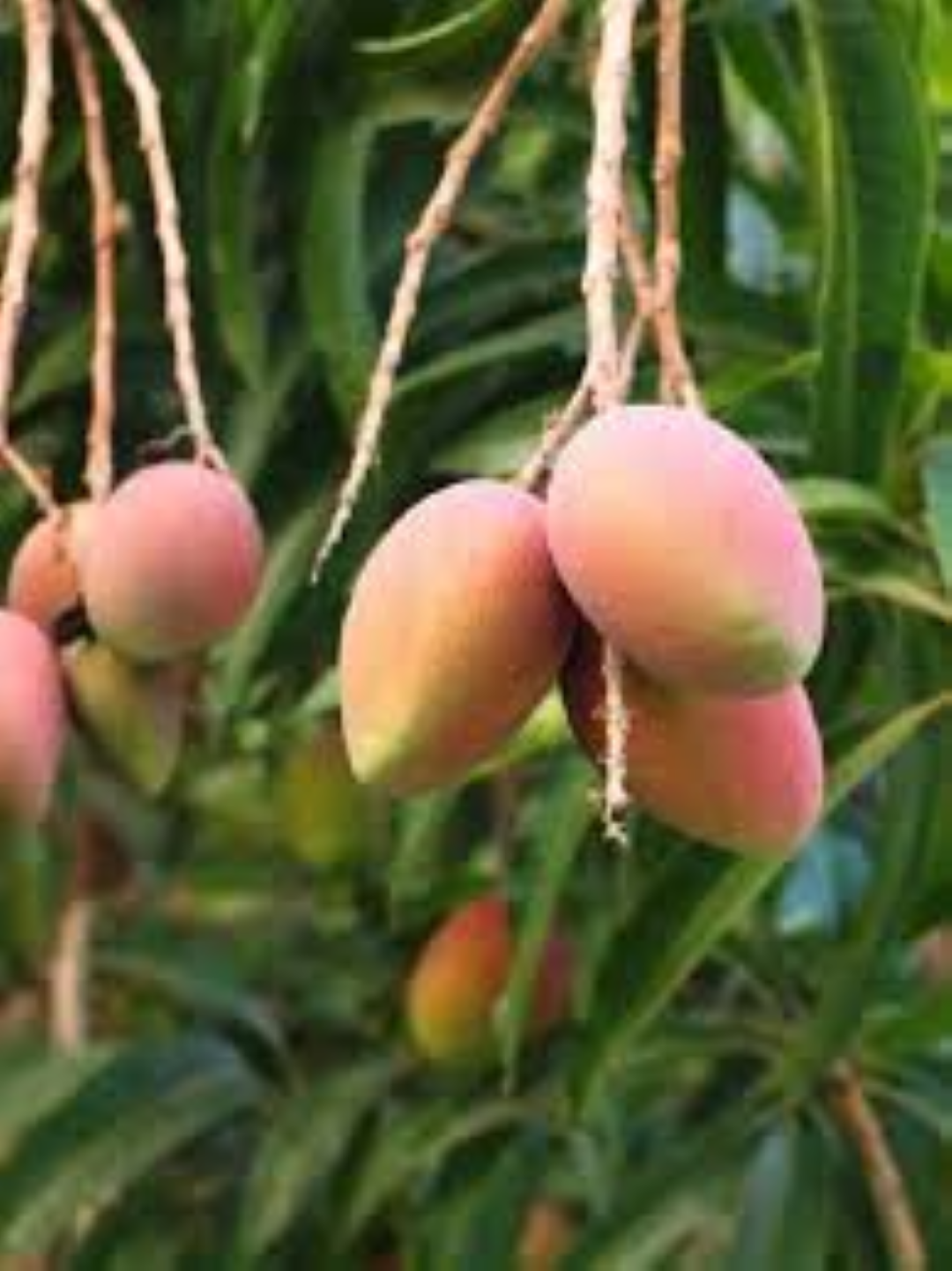 FRESH NGOWE MANGO